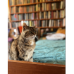 Luxury Cat Hotel, Dublin